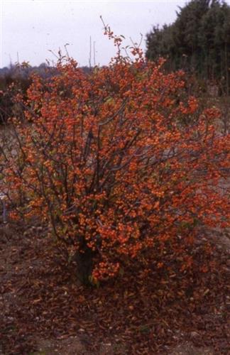 paradisæble__pomzai__3050_cm_med_potte_eller_klump__malus_