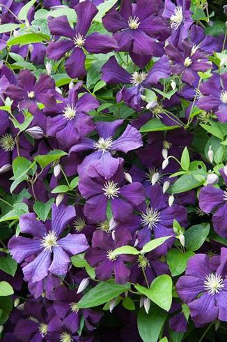 clematis__viticella__leveres_med_potte__mp-34_