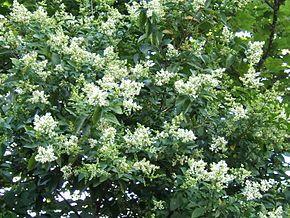 laurbærkirsebær__otto_luyken__prunus_laurocerasus_