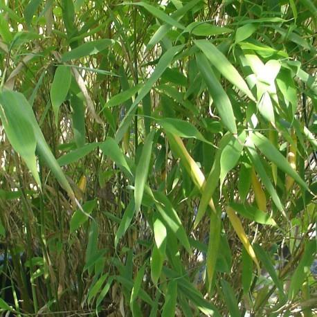 bambus__dino__haveplanter_hegnsplanter_hæk__fargesia_murielae_dino__