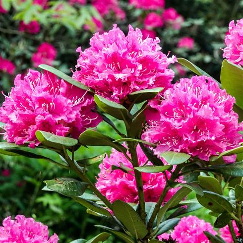 rhododendron__lyserød__leveres_i_p15_potte__rocket_