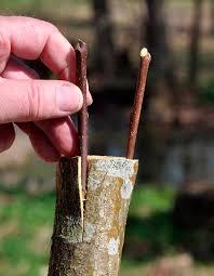grundstamme__småbladet_lind__tilia_cordata__6-10_mm__barrodet_