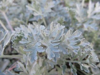 fransk_estragon__artemisia__abisinthium__lambrook_silver_