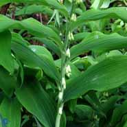 storkonval__polygonatum__multiflorum_
