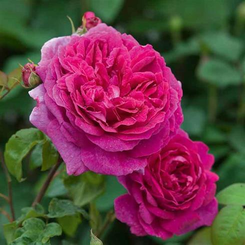 the_ancient_mariner__pink__engelsk_rose_