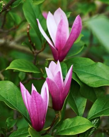 stjernemagnolie__susan__violetrød__125150_cm_med_potte_eller_klump__magnolia___