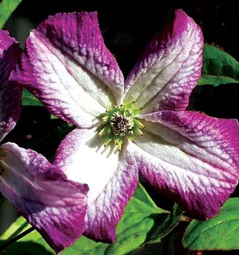 clematis__viticella__minuet__hvid_med_violet_kant__leveres_med_potte__småblomstrende__mp-34__