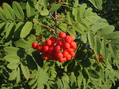 røn__japansk_røn__sorbus_decora__haveplanter_allétræer_
