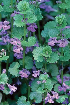 korsknap__glechoma_hederacea