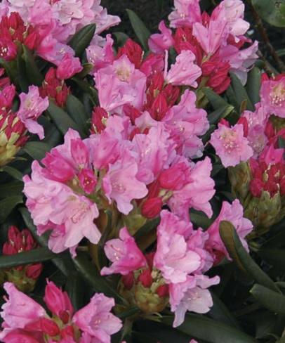 rhododendron__kalinka__rosa__