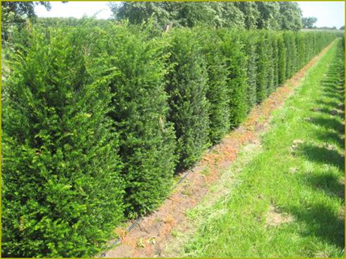 taks__hæk__baccata__taxus__