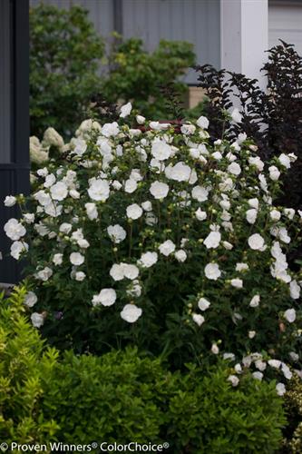 syrisk_rose__white_chiffon__hvid__hibiscus_syriacus__haveplanter_