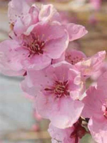 japansk_kirsebær__spring_glow__prunus_persica_