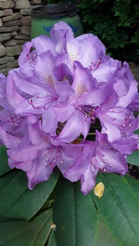 rhododendron_dværg__lilla__leveres_i_p12_potte__arends_favorit_