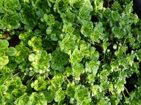 porcelænsblomst__saxifraga_urbium_variegata