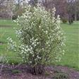 Bivenlige planter
