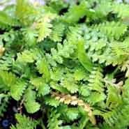 trædebregne__leptinella_dioica_minima_
