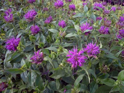 hestemynte__monarda__prarienacht_