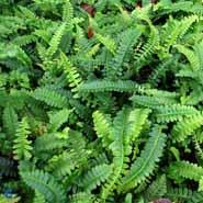 kambregne__almindelig__blechnum_spicant_