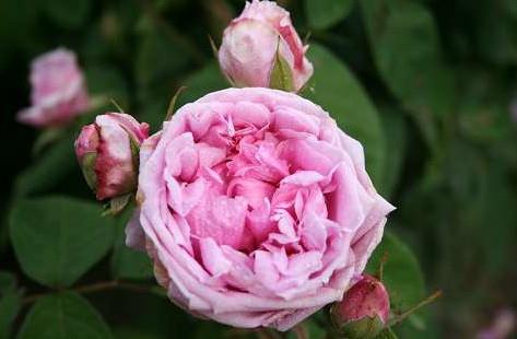 comte_de_chambord__mørkrosa__historiske_roser__