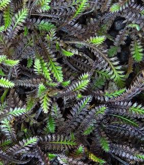 trædebregne__black__sort__leveres_med_potte__cotula_platts__