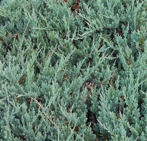 enebær__blue_chip__1020_cm_flergrenet_med_p9_potte__juniperus_horizontalis__