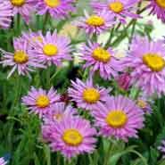 alpeasters__mørkrosa__aster_alpinus__happy_end_