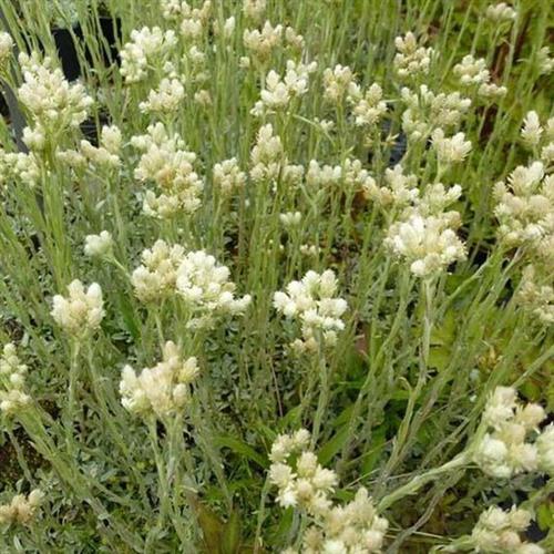 kattefod__antennaria__dioica_var__borealis_
