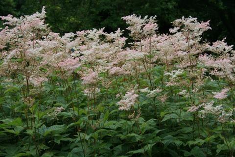 mjødurt__filipendula_purpurea_elegans