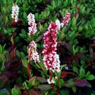 tæppepileurt__persicaria__affinis__superba_