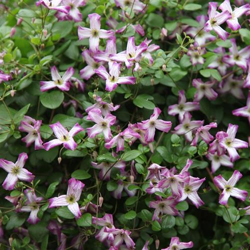 clematis__viticella__minuet__hvid_med_violet_kant__leveres_med_potte__småblomstrende__mp-34__