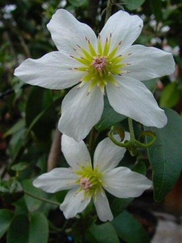 clematis__paniculata__leveres_med_potte__mp-34_