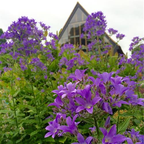 mælkeklokke__blå_blomster__campanula__lactiflora_prichards_variety_