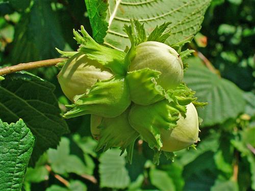 hasselnødder__halleske_kæmpe__5080_cm__leveres_barrodet__frugtbusk__med_2-3_cm_store_brune_nødder__modnes_når_de_er_9-10_måneder__corylus_avellana__