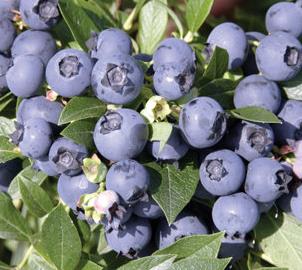 blåbær__northcountry__leveres_i_potte__frugtbusk__mellemstore_blåsorte_bær_med_mørkt_kød__modnes_når_de_er_7-8_måneder__mp-34__vaccinium_corymbosum__