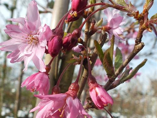 japansk_kirsebær__fukubana__prunus_subhirtella_