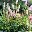 Urt - Persicaria Stauder