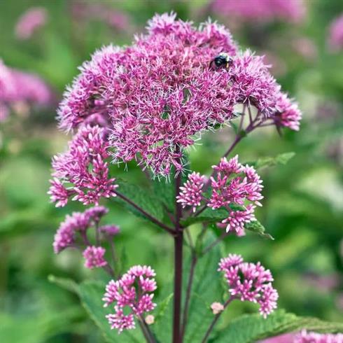 hjortetrøst__eupatorium_baby_joe