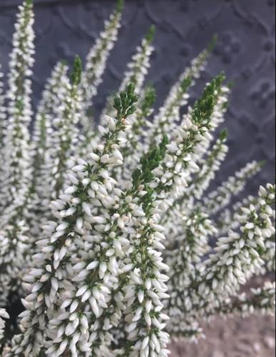 lyng__efterårslyng__weisse_rita__hvid__calluna__vulgaris__leveres_i_p5_potte_
