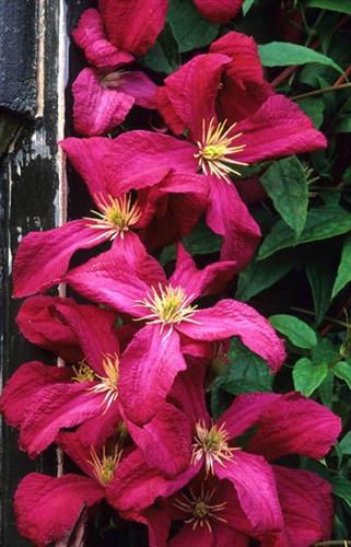 clematis__viticella__abundance__leveres_med_potte__mp-34_