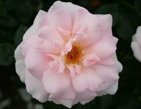 a_whiter_shade_of_pale__sart_rosahvid__storblomstrende_roser_