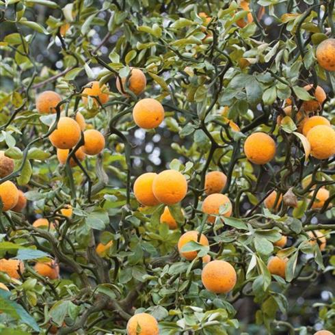 citron__træagtig__kinesisk__citrus_trifoliata_syn__poncirus_trifoliata_