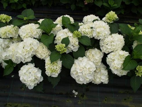 hortensia__schneeball__hvid__1520_cm_med_p9_potte__hydrangea_macrophylla__halv_fab__