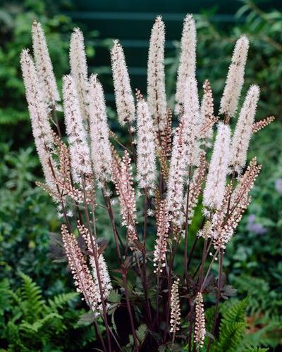sølvlys__actaea_simplex_brunette