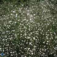 brudeslør__hvide_blomster__gypsophila__paniculata__bristol_fairy_