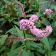 Urt - Persicaria Stauder