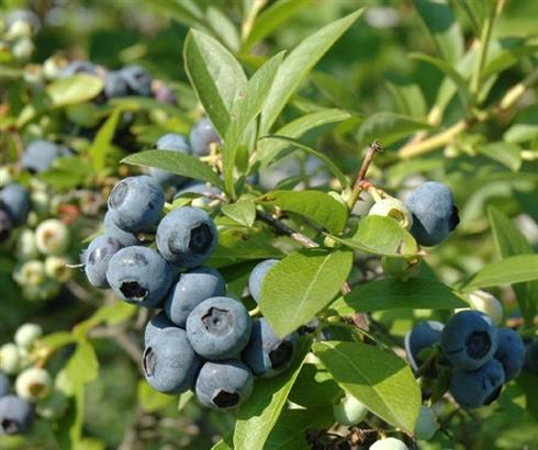blåbær__tif_blue__leveres_i_potte__frugtbusk__mellemstore_blåsorte_bær_med_mørkt_kød__modnes_når_de_er_7-8_måneder__mp-34__vaccinium_corymbosum__