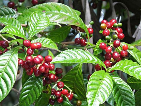 kattetræ__coffea_arabica_