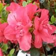 Tilbud Azalea Rhododendron