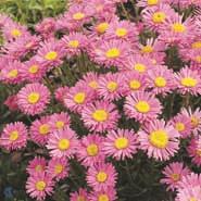 alpeasters__mørkrosa__aster_alpinus__happy_end_